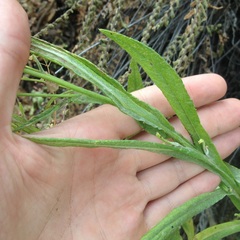 Senecio prionopterus