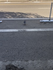 Columba livia domestica