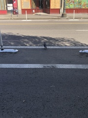 Columba livia domestica