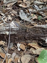 Anolis sagrei
