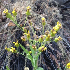 Senecio prionopterus