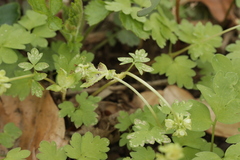 Puccinia albescens