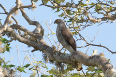 Accipiter madagascariensis