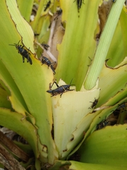 Romalea microptera