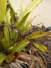 Romalea microptera