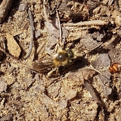Andrena dunningi