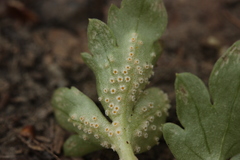 Puccinia albescens