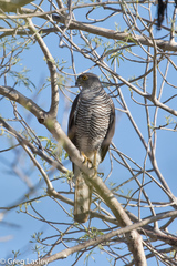 Accipiter madagascariensis