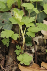 Puccinia albescens