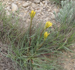 Tragopogon pusillus