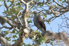 Accipiter madagascariensis