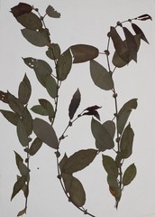 Salix pseudomonticola