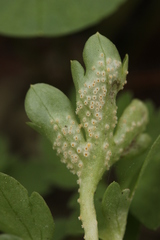 Puccinia albescens