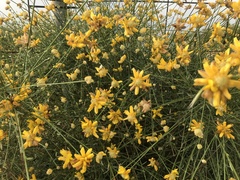 Genista umbellata