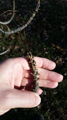 Fraxinus angustifolia syriaca