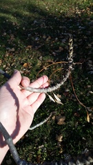 Fraxinus angustifolia syriaca