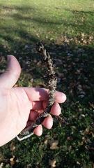 Fraxinus angustifolia syriaca