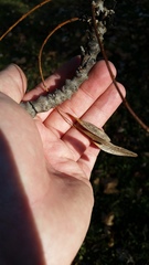 Fraxinus angustifolia syriaca