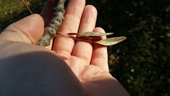 Fraxinus angustifolia syriaca