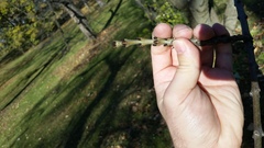 Fraxinus angustifolia syriaca