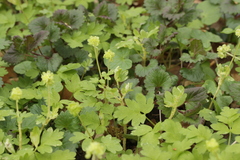 Puccinia albescens