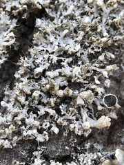 Physcia adscendens