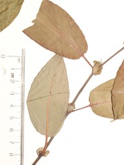 Salix pseudomonticola