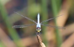 Chalcostephia flavifrons