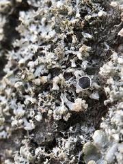 Physcia adscendens