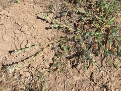 Plagiobothrys canescens