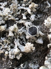 Physcia adscendens
