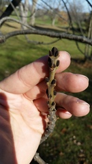 Fraxinus angustifolia syriaca