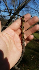 Fraxinus angustifolia syriaca