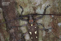 Batocera rubus