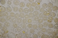 Puccinia albescens