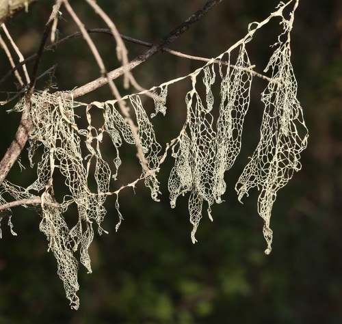lace lichen