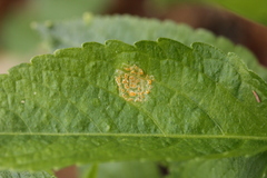 Melampsora rostrupii