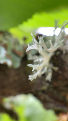 Ramalina dilacerata