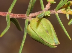 Oligotrophus schmidti