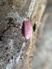Coprinopsis clastophylla