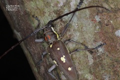 Batocera rubus