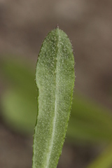 Peronospora aparines
