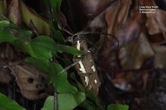 Batocera rubus