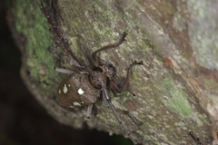 Batocera rubus