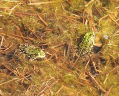 Pelophylax
