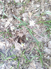 Sanguinaria canadensis