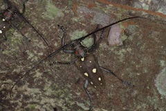 Batocera rubus