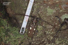 Batocera rubus