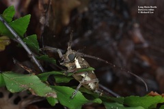Batocera rubus