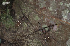 Batocera rubus